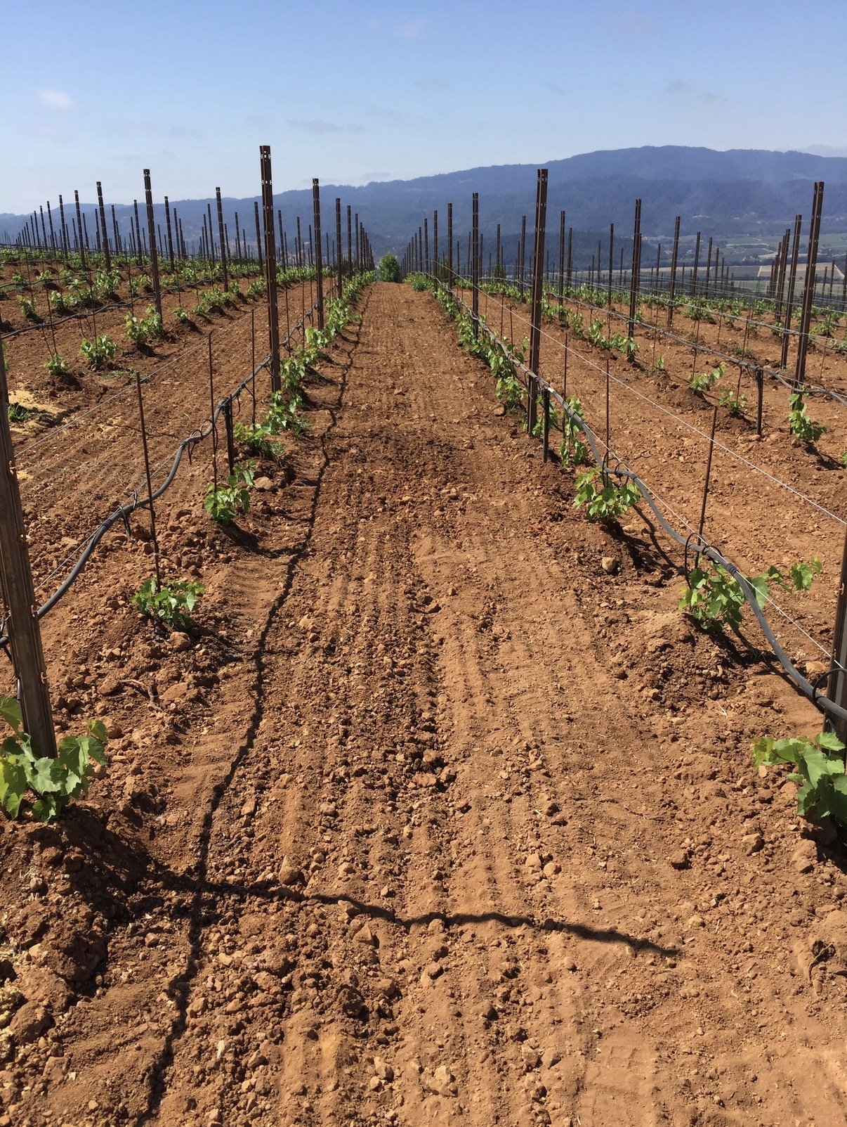 Newly planted vineyard rows in freshly tilled soil