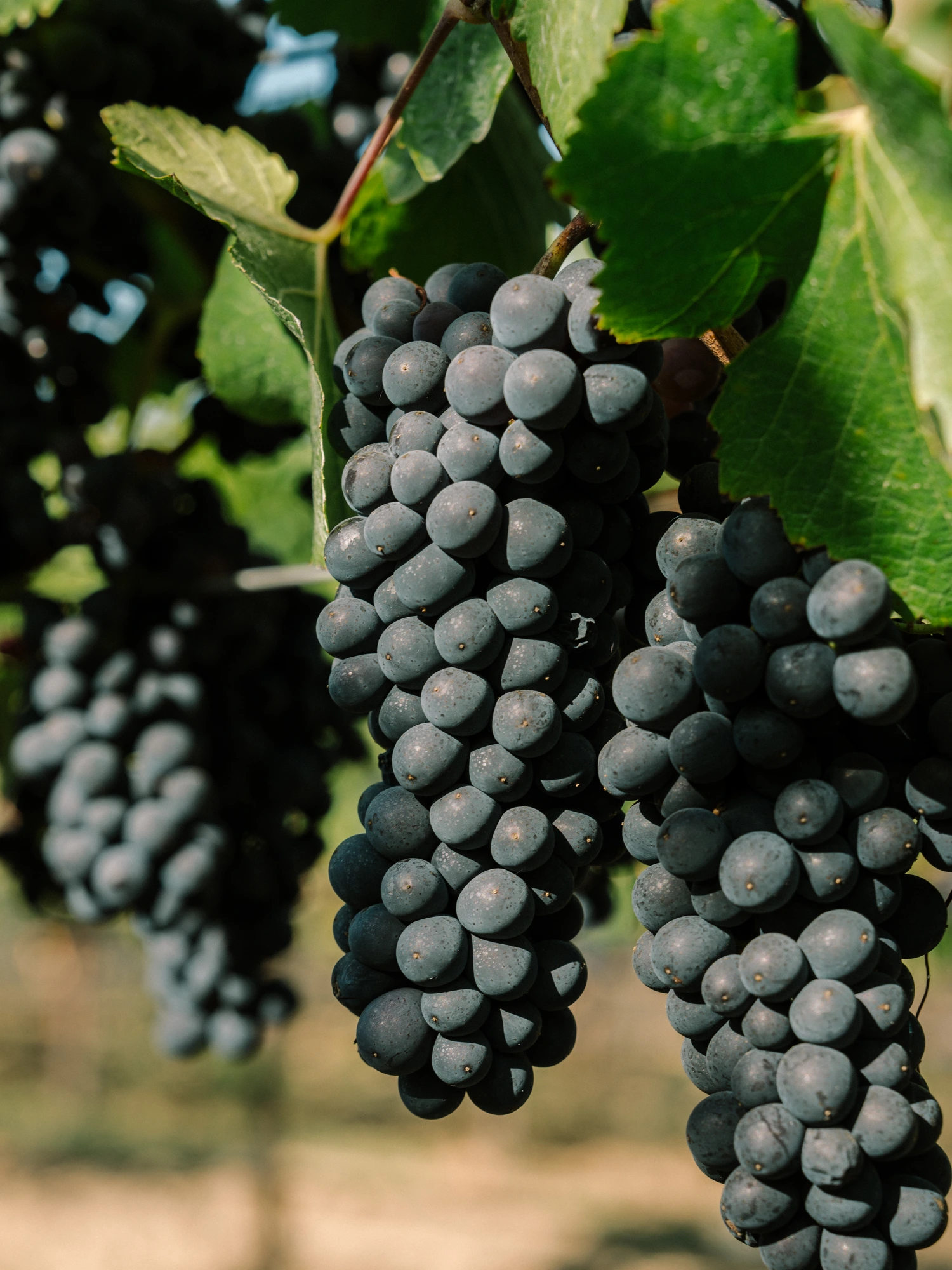 Wine grapes ripening on the vine in a Napa Valley vineyard