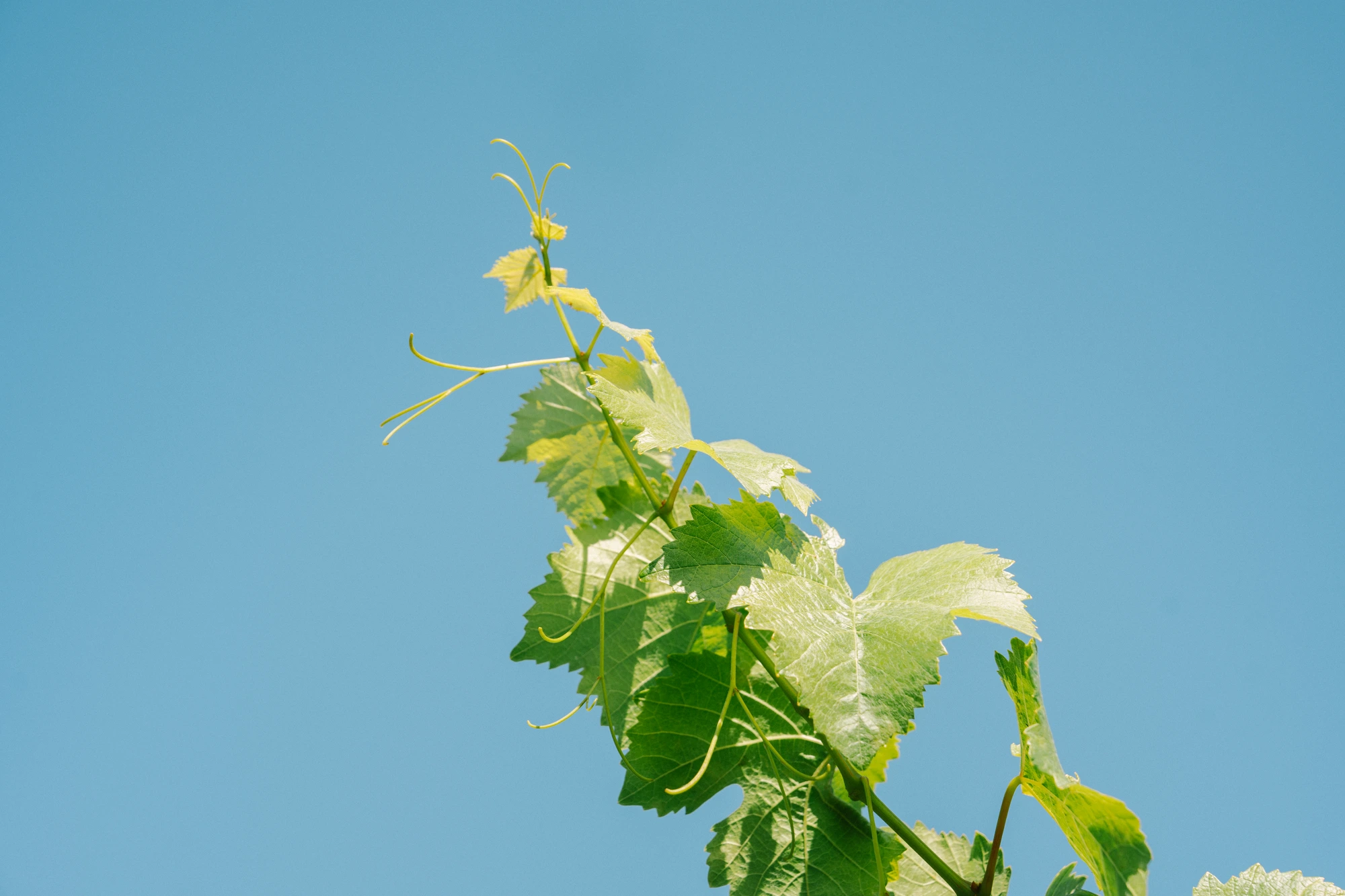 Spring vine shoot reaching upward against a clear sky